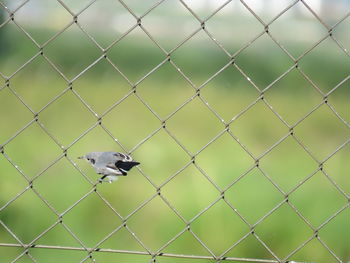 View of chainlink fence