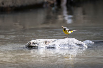 Bird perching on a lake