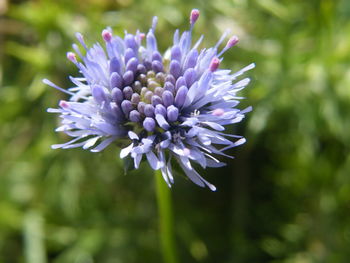 Close-up of purple flower blooming outdoors