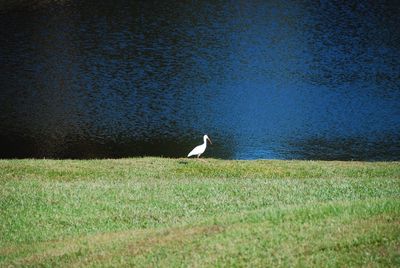 High angle view of gray heron perching on grass