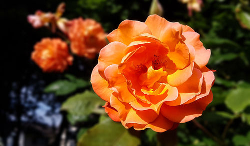 Close-up of rose blooming outdoors