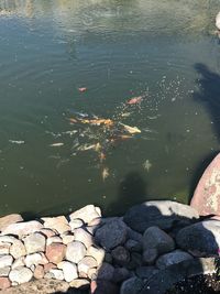 High angle view of fish swimming in lake