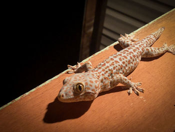 Tokay gecko 