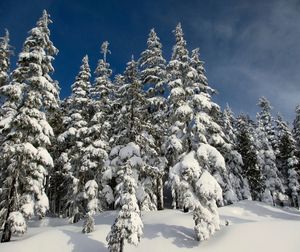 Snow covered plants and trees against sky