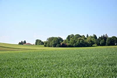 Scenic view of agricultural field against clear sky