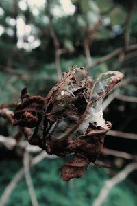 Close-up of dry leaf on land
