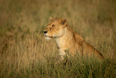 Big cat on grass