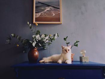 Cat sitting on table at home