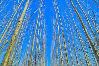 Low angle view of tall trees against blue sky