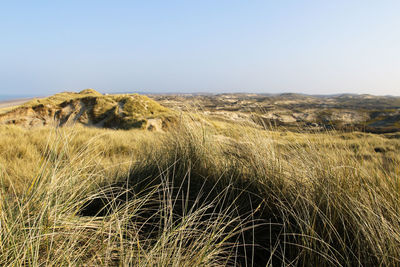 Scenic view of landscape against clear sky