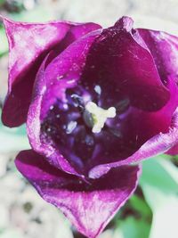 Close-up of wet pink rose flower