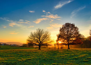 Trees on field against sky during sunset