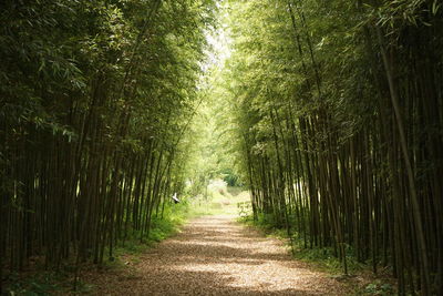 Walkway amidst trees in forest