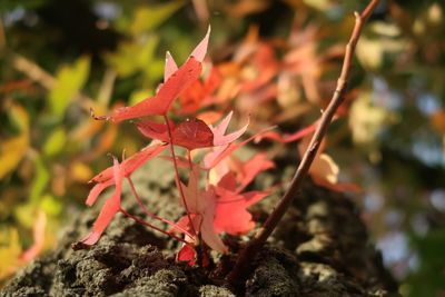 Close-up of red maple leaves on plant during autumn