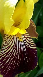 Close-up of yellow flower