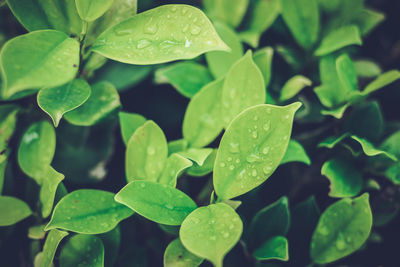 Close-up of wet leaves