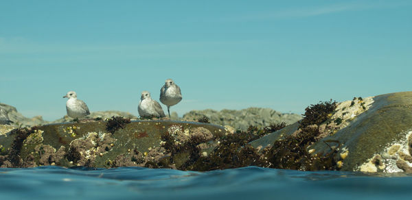 Birds perching on rock against clear sky