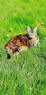 View of a cat on field