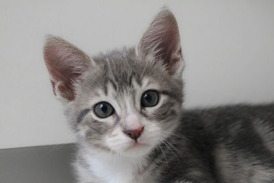 Close-up portrait of cat