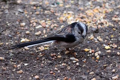 Close-up of bird perching on field