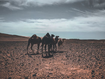 Horse cart on land against sky