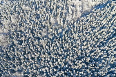 Full frame shot of snow covered trees