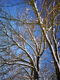 Low angle view of bare tree against clear blue sky