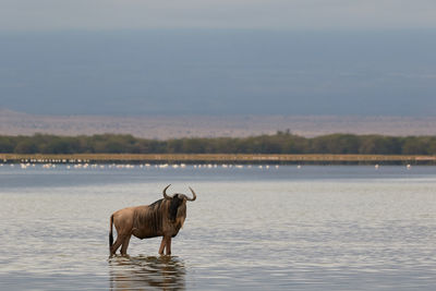 A wildebeest standing in the water
