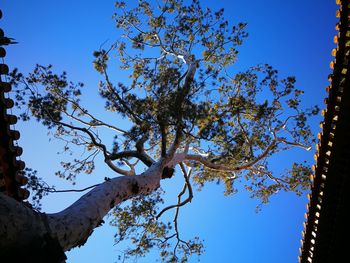 Low angle view of tree against clear blue sky