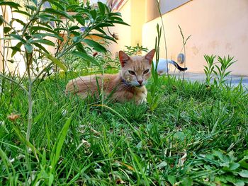 Portrait of cat on field