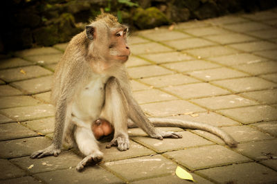 Close-up of monkey sitting outdoors