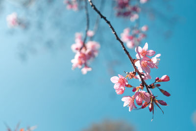 Close-up of pink cherry blossoms in spring