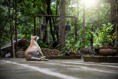 View of a cat sitting on tree