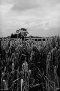 Close-up of crops growing on field against sky