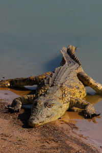 Close-up of crocodile in water