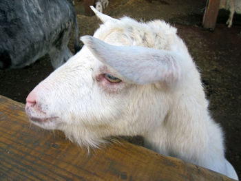 Close-up of white goat