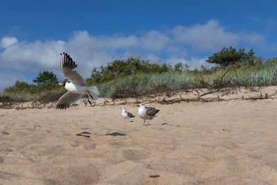 Flock of birds on sand