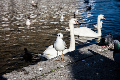 Seagulls perching on a beach