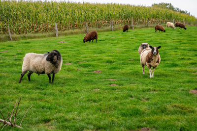 Domestic sheep grazing in the pasture.
