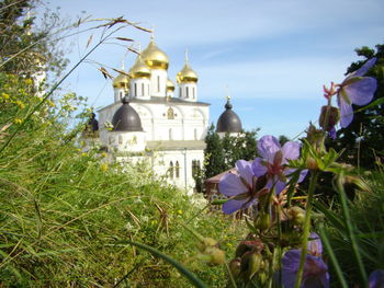 Flowering plants by building against sky