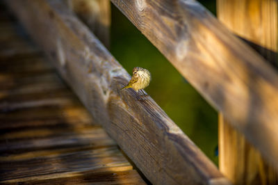 Close-up of bird perching on wood