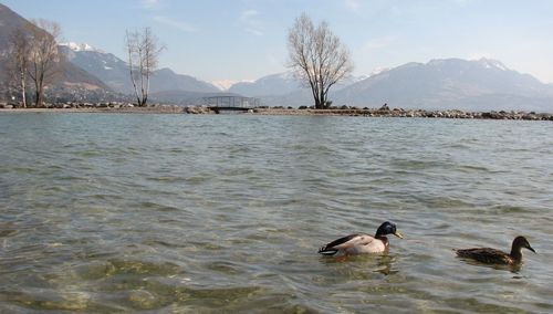 Ducks swimming on lake against sky