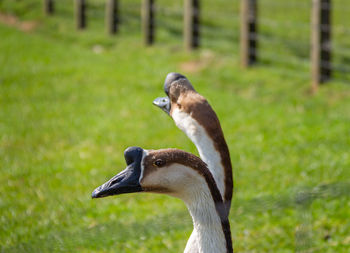 Close-up of a bird on field