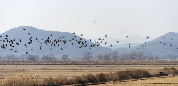 Flock of birds flying in the sky