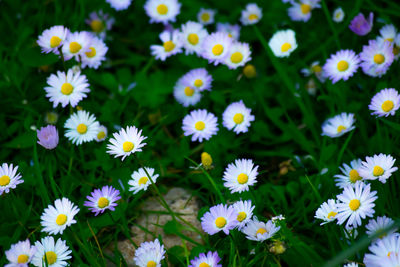 Close-up of white daisy flowers