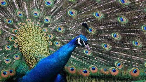 Close-up of peacock