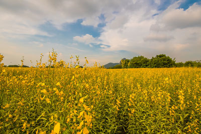 Scenic view of oilseed rape field against sky