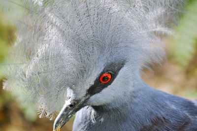 Close-up of bird in cage