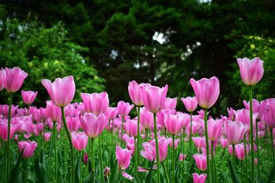 Close-up of pink flowers on field