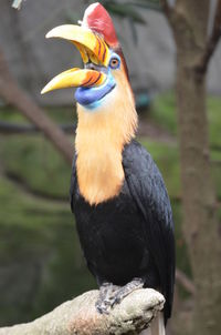 Close-up of bird perching on branch